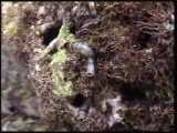 ホシムシの摂餌行動
