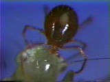 ヒメヨコバイからのタカラダニの吸血行動