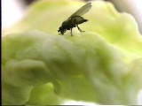 ナモグリバエ成虫の食事