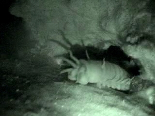 餌を探しているオニイソメ