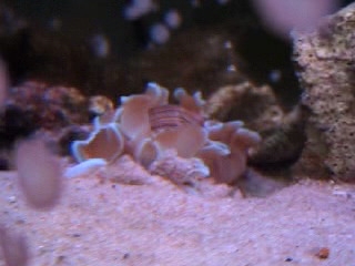 砂にもぐるミスガイ