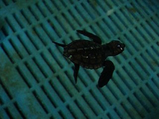 泳ぐアカウミガメの子供
