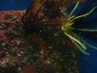 ウミシダとエビ