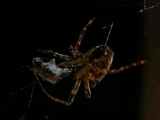 サガオニグモの捕食行動