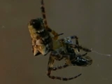 サガオニグモの捕食行動　その２