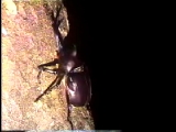 カブトムシによる樹皮の削り取り行動