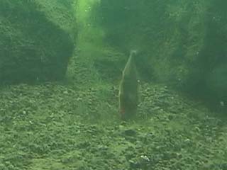 砂掘りをするイトヨ