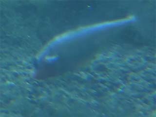 ファンニングするイトヨ (1)