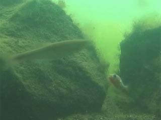 アブラハヤに威嚇するイトヨ