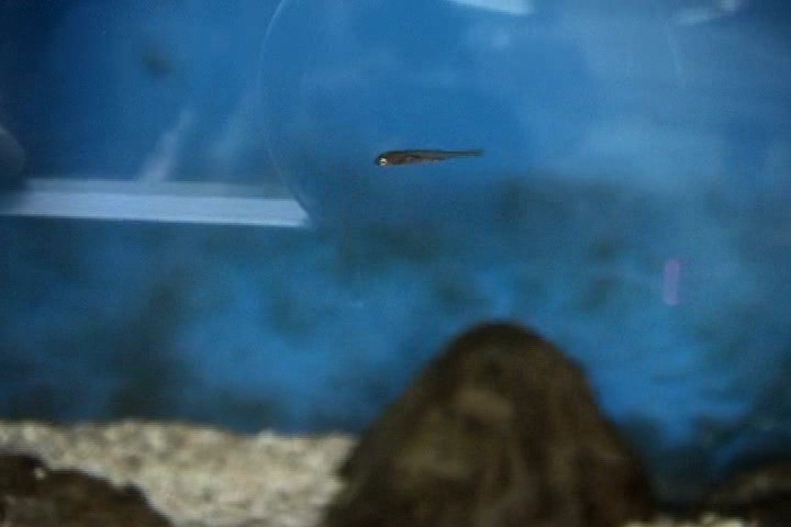 泳ぐイトヨの稚魚