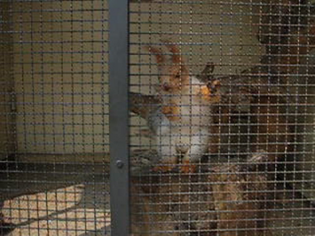 常同行動をするエゾリス