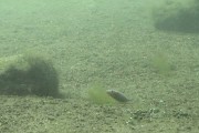 イトヨの雄によるファンニングと巣の補修