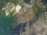 メリベウミウシの採餌行動