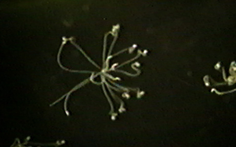 カワニナから泳出するEchinochasmus属のセルカリア
