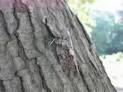 鳴くニイニイゼミ
