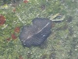 ミノヒラムシの遊泳