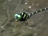 オニヤンマの回転体への反応