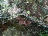 ケヤリムシ鰓環の収縮と展開