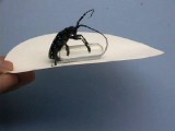 ゴマダラカミキリの配偶行動1. メス抽出物を塗布したガラス棒に交尾を試みるオス