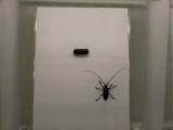 ゴマダラカミキリの配偶行動2. メスの臭いと色によるオスの配偶定位