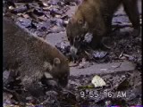餌を探すハナジロハナグマの群