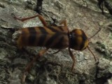オオトラカミキリの産卵