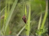 ベニモンマダラの配偶行動２