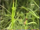 ベニモンマダラの配偶行動１