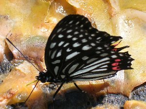 アカボシゴマダラの吸汁