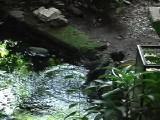 ヒヨドリの行水