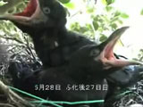ハシブトガラスのヒナの成長