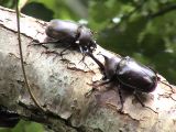 カブト虫の飛行