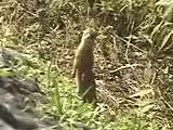 二本足で立って周囲を警戒するイタチ