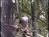 ツミの補食（モグラ？）