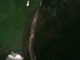 ドブガイによるニッポンバラタナゴの卵の吐き出し
