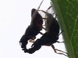 キスをするハエ　（ダイズコンリュウバエの配偶行動）