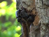 カブトムシの求愛