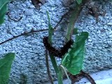 ツマグロヒョウモン幼虫の食事