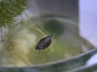水宙遊泳〜淡水性巻貝のフローティング〜その２