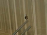 音叉によって引き起こされるサガオニグモの逃避行動