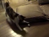 イエネコの遊び