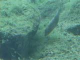ファンニングするイトヨ (2)