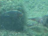 アメリカザリガニの徘徊によってファンニングを中断されるイトヨ