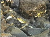 クサフグの産卵