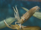 アオリイカ雄の体サイズ依存代替交接行動