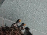 ツバメの給餌