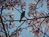 桜の花を・・・