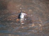 オナガガモの食事風景