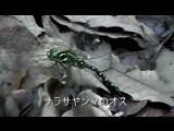 回転体に反応するトンボと蝶