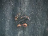オオスズメバチ成虫の栄養交換
